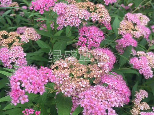 繡線(xiàn)菊